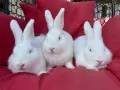 Продавам  Зайци, снимка 2