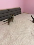Бенгалски котета, снимка 1