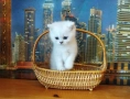 Британчета сребърна чинчила , снимка 2
