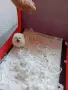 Померани. Бяло момче и момиче, снимка 7