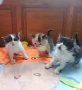 Перник 3 котета търсят нов дом , снимка 1