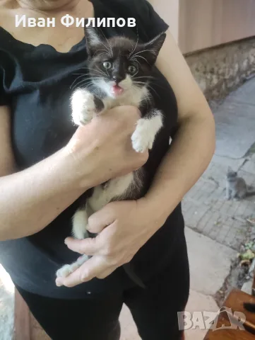 Подарявам малки котета, снимка 3 - Други - 55494205