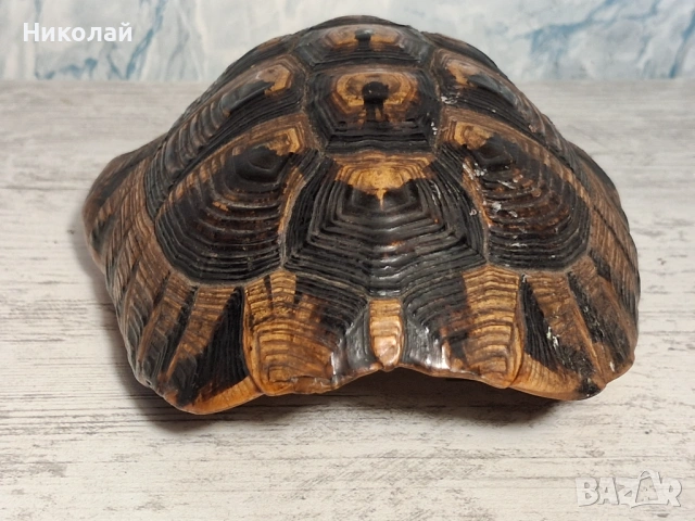 Стара Коруба от Костенурка , снимка 4 - Антикварни и старинни предмети - 54752857