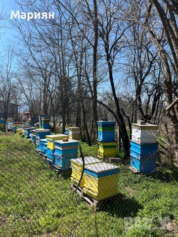 Многокорпусни кошери , снимка 2 - За пчели - 54962199
