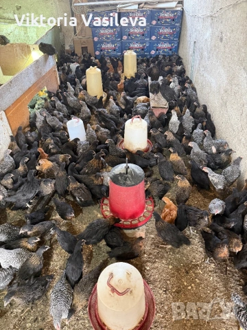 Пилета супер харко , снимка 4 - други­ - 53988197