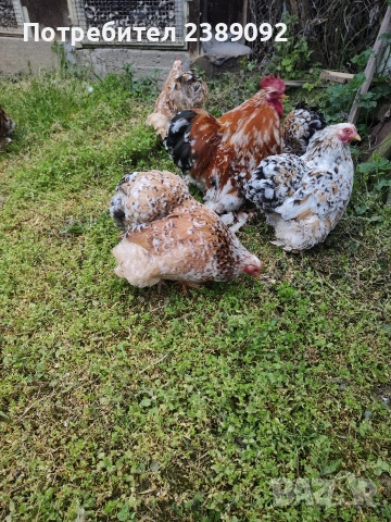 Мини кохин порцелан , снимка 7 - други­ - 54170142