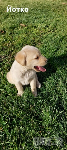 Лабрадор ретривър , снимка 10 - Лабрадор ретривър - 54189754