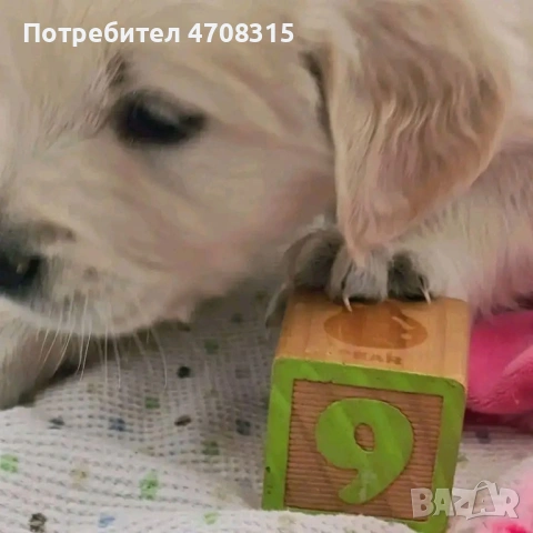 Голдън ретривър момченце бонбонче, снимка 5 - Голдън ретривър - 54454483