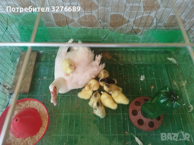 Продавам мускусни патенца