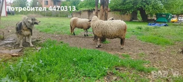 Вакла маришка овца, снимка 2 - Овце - 55659307