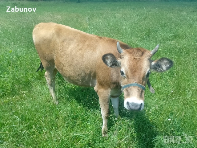 Продавам юница Джерсей на година и три месеца , снимка 2 - Крави - 55108269