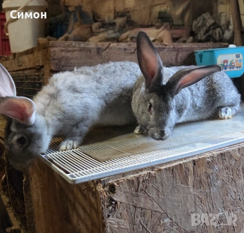 Зайци чинчила