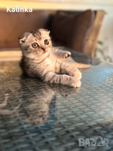 Мъжко шотландско клепоухо сребърно котенце , снимка 4 - Други - 55096948