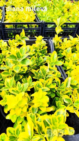 Евонимус Ауреа, Euonymus Japonica Aurea, снимка 5 - Градински цветя и растения - 54458056