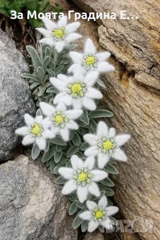 Еделвайс , снимка 2 - Градински цветя и растения - 54019896