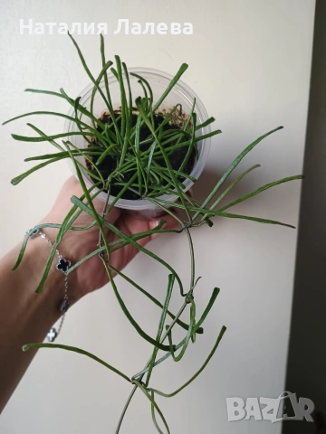 Хоя, hoya Retusa