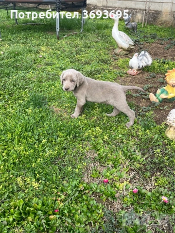 Ваймаранер мъжко