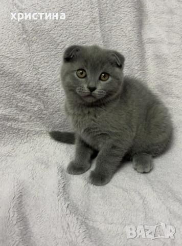 Шотландско клепоухо 