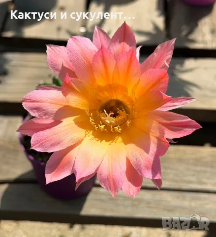 Цъфтящи Кактуси Echinopsis Hybrid омбре преливащи се цветове , снимка 12 - Градински цветя и растения - 55683810