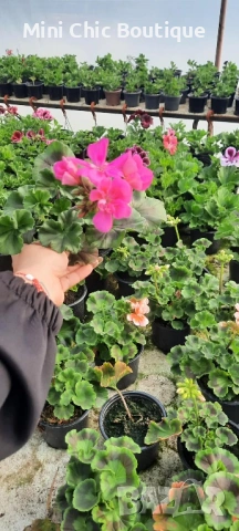 ОБИКНОВЕНО МУШКАТО ( Pelargonium ) – красиво, здраво и богато цъфтящо. Пазарджик , снимка 4 - Разсади - 54371745