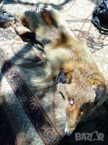 Кожена яка от лисица, снимка 7 - Шалове - 54312760