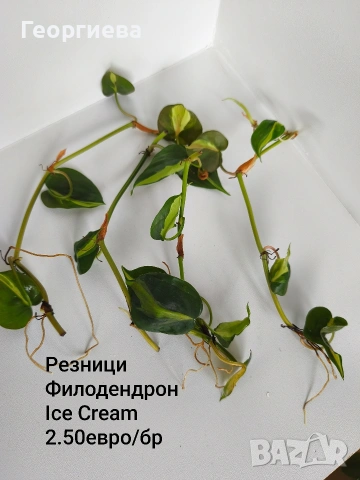 филодендрон , снимка 5 - Стайни растения - 54669422