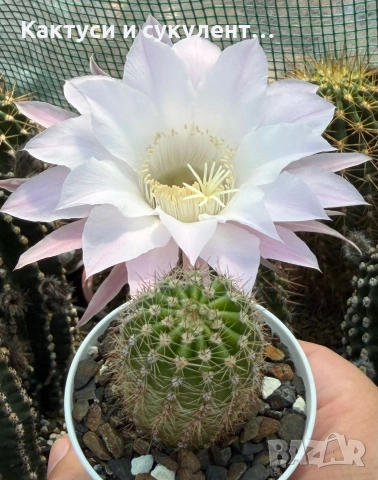 Кактус Echinopsis Hybrid нежно бял цвят с розови нюанси , снимка 4 - Градински цветя и растения - 55182575