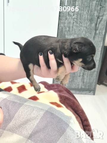 Продавам пинчери , снимка 4 - Пинчер - 54012390