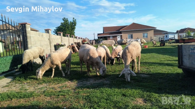 Продавам овце и единкоч намират се в русенски област г.сливо поле 0893231320, снимка 2 - Овце - 54825048