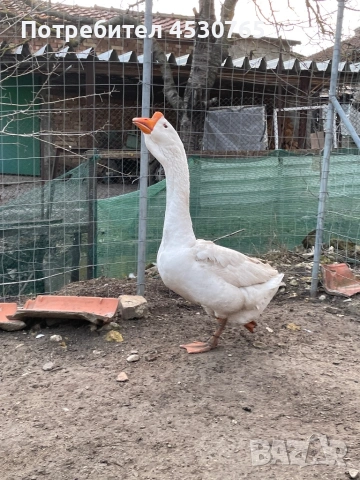 Холмогорски Гъски, снимка 5 - Патици и гъски - 54122292