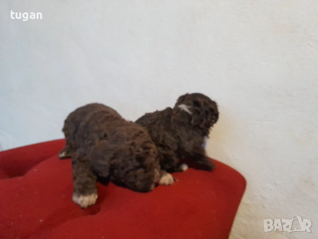 Бебета Лагото Романьоло / Lagotto Romagnolo, снимка 9 - Други - 54058824