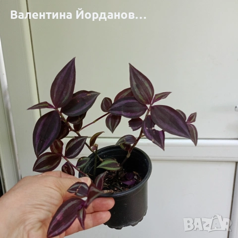 комплект традиция три вида , снимка 2 - Стайни растения - 55239103