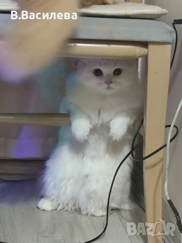 Ангорска котка-женска, снимка 4 - Ангорски - 55162808