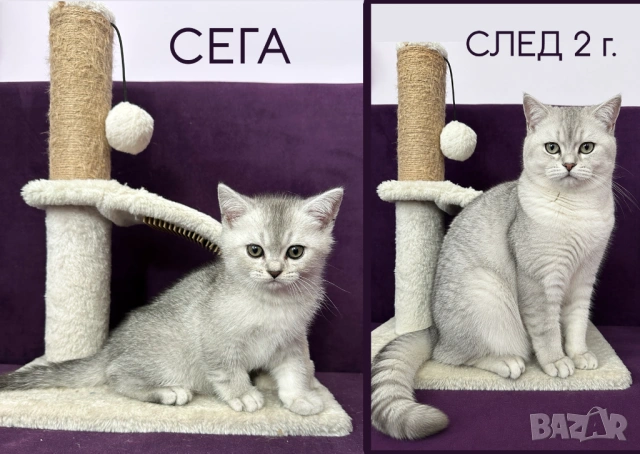 🐾 Шотландски клепоухи (Scottish Fold) и правоухи (Scottish Straight) котенца, снимка 4 - Британска късокосместа - 54681387