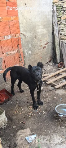 cana corsa cinsi köpegim satılık 4aylıktır tüm asılları yapık