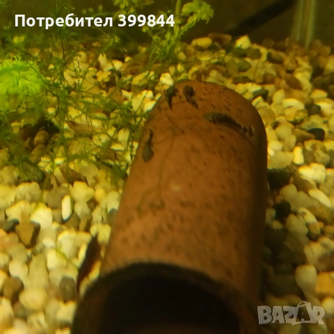 Анциструси, снимка 2 - Рибки - 54151016