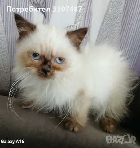 Коте порода Регдол