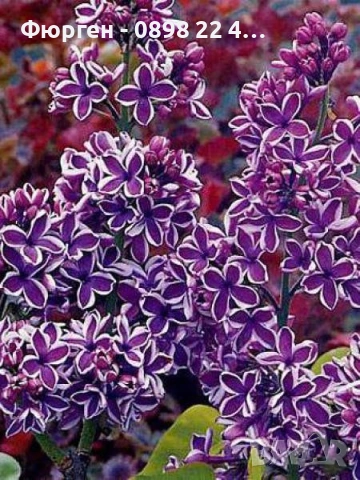Люляк / Lilac, снимка 4 - Разсади - 51517423