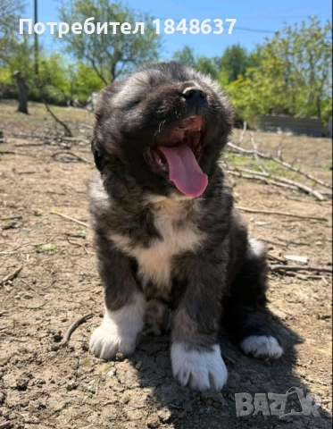 Кавказка овчарка , снимка 6 - Каракачанска овчарка - 54319304