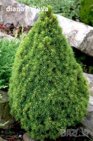 Смърч Коника, Смърч джудже,  PICEA GLAUCA CONICA, снимка 3 - Градински цветя и растения - 54372468