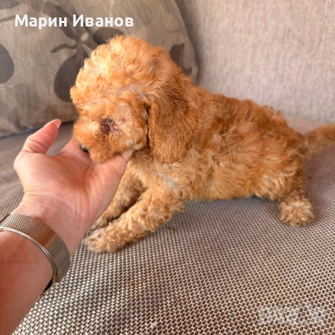 Мини пуделчета,момче и момиче, снимка 4 - Пудели - 55265706