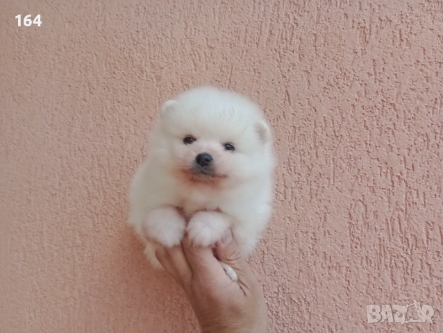 Бели Померани на различни възрасти., снимка 9 - Померан - 54135417