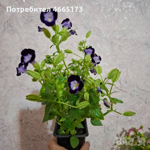 Комплект Цветя Торения, снимка 11 - Градински цветя и растения - 54886857