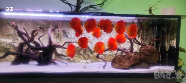 diskus 
