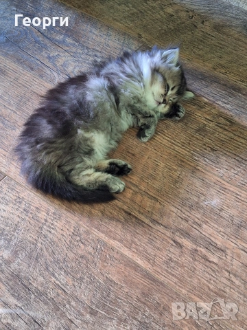 Британски късокосмести, снимка 16 - Британска късокосместа - 54100765