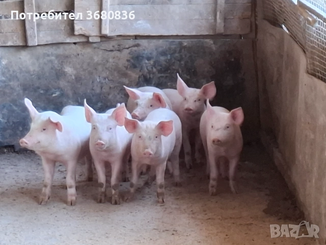 Продавам прасенца от 15 до 50кг.