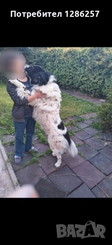 ПОДАРЯВАМ Каракачанска овчарка, снимка 4 - Каракачанска овчарка - 54363328