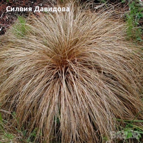 Карекс кафяв , снимка 2 - Градински цветя и растения - 52023071