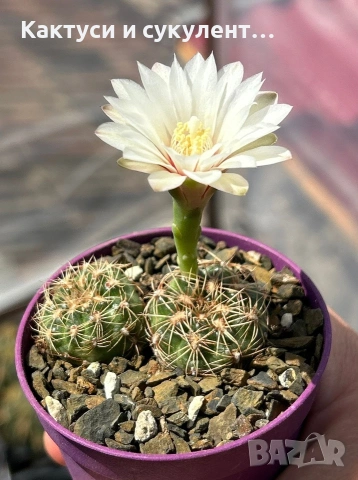Кактус Gymnocalycium Sp Бял цвят