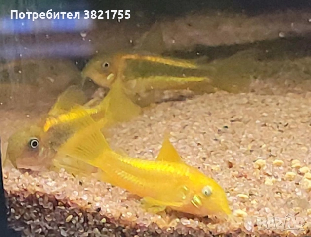 Сомче, сомче corydoras gold laser, gold stripe, снимка 4 - Рибки - 55245469
